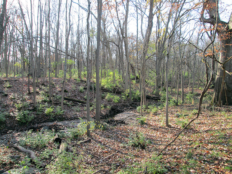 LJB-West-Perimeter-Rd-Stream-Mitigation-1-featured