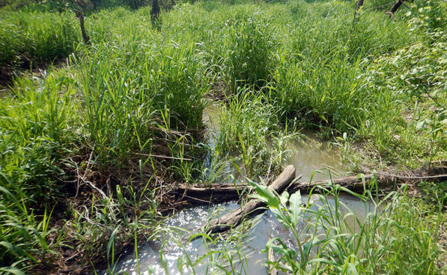 LJB-West-Perimeter-Rd-Stream-Mitigation-2-650x400